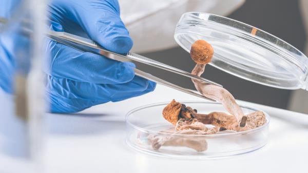 Mushrooms being analyzed in a lab. 