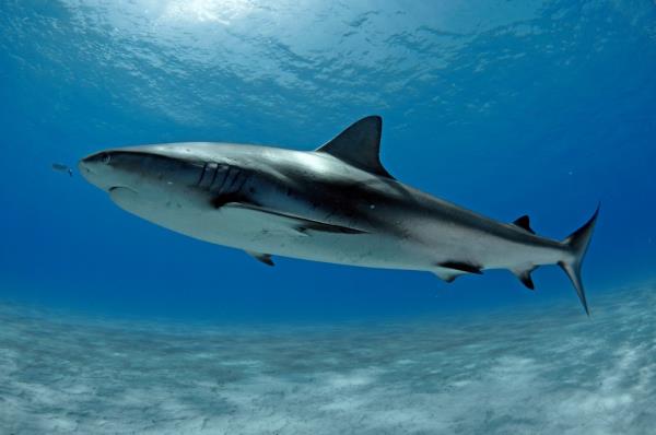 Caribbean reef shark